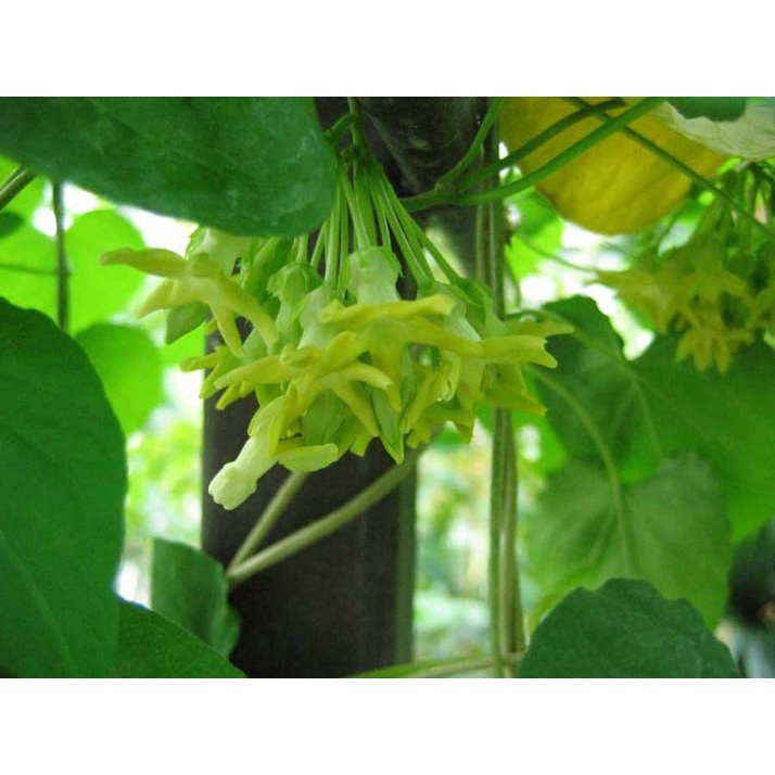 Cây thiên lý (Cây giống khỏe) tặng kèm phân bón