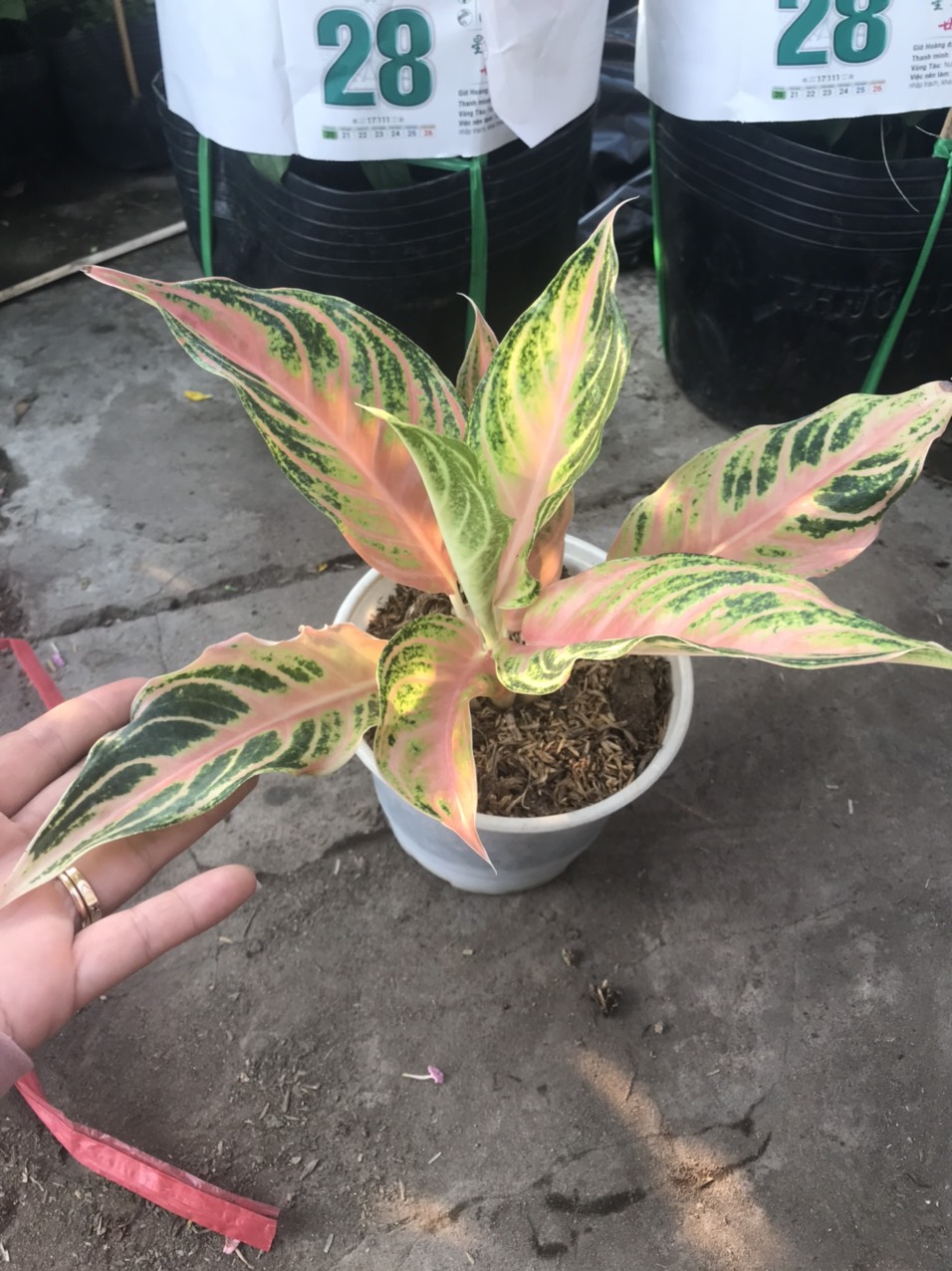 Cây Hồng Ngân - Cây cảnh mini để bàn