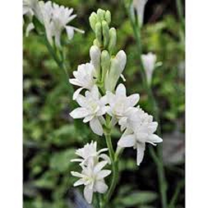 CỦ GIỐNG HOA HUỆ TA TRẮNG THƠM