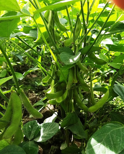 Hạt Giống Đậu Nành Rau Nhật Bản (Edamame) (ECO.415)