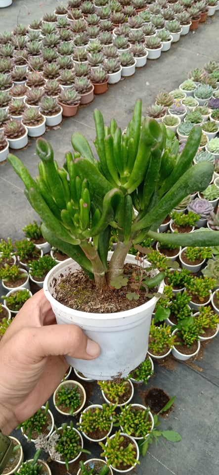 SEN ĐÁ ỐNG ĐIẾU THÂN CỔ THỤ
