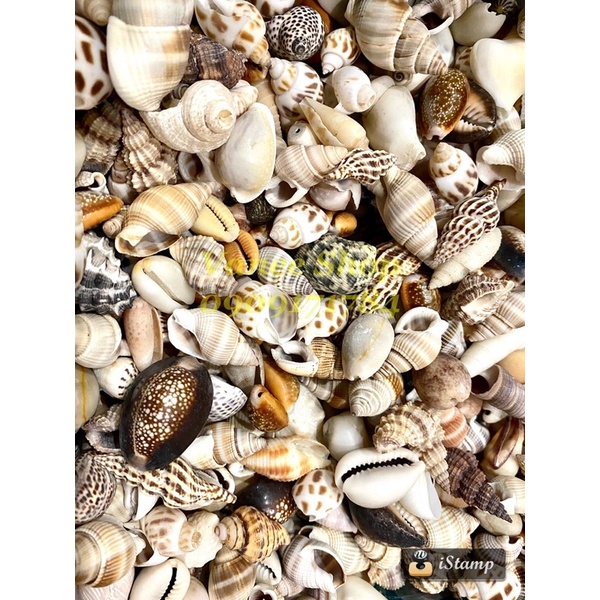 [FREESHIP MAX]  - Vỏ ốc mix 100gr - Vỏ Ốc Vỏ Sò VANEE SHOP