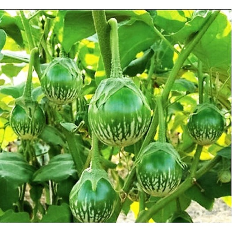 Hạt Giống Cà Dĩa Sọc Xanh Gói 0.5gr - RADO 709