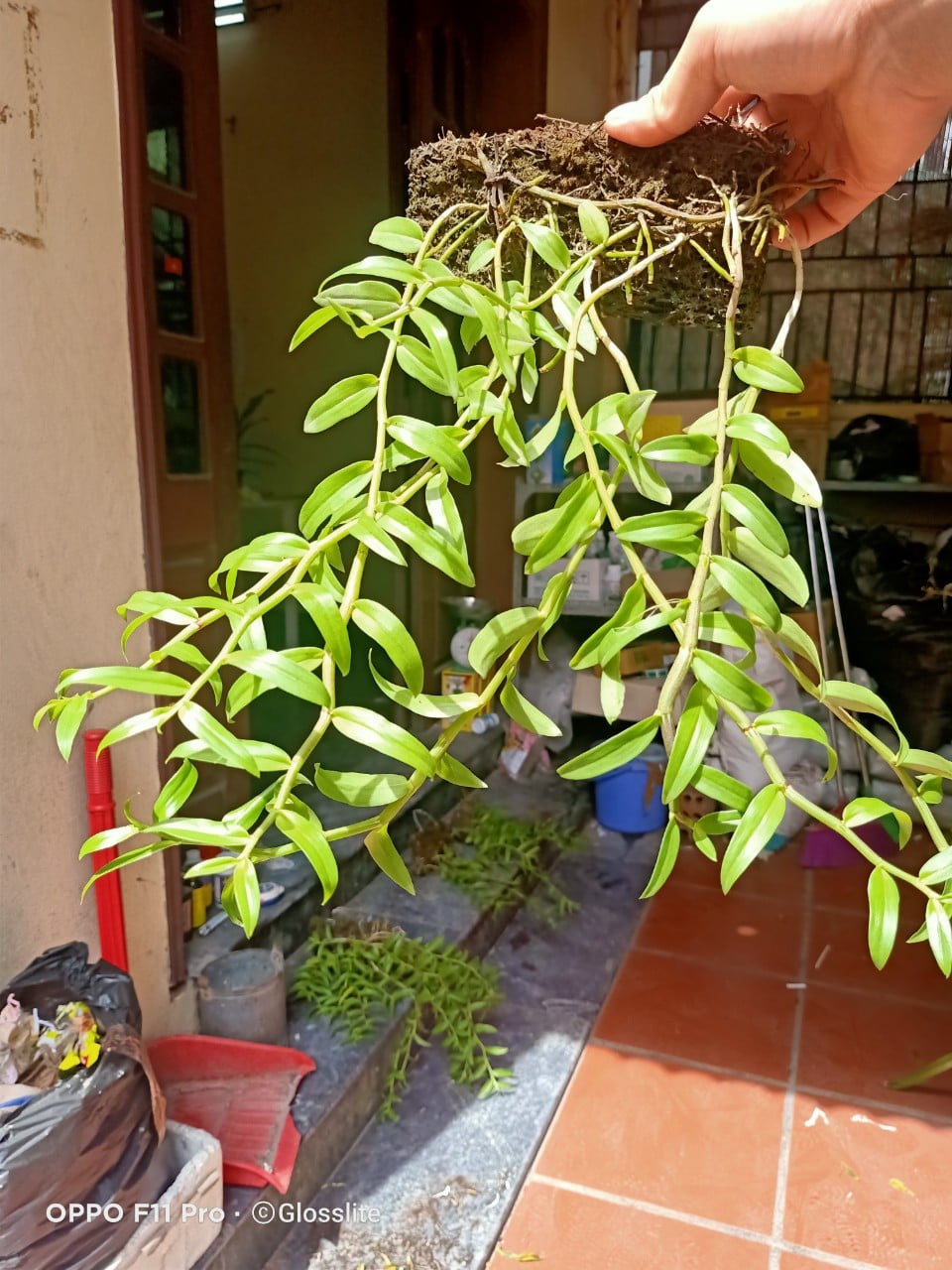 Bảng dã hạc hoa hoa hồng đỏ cực đẹp