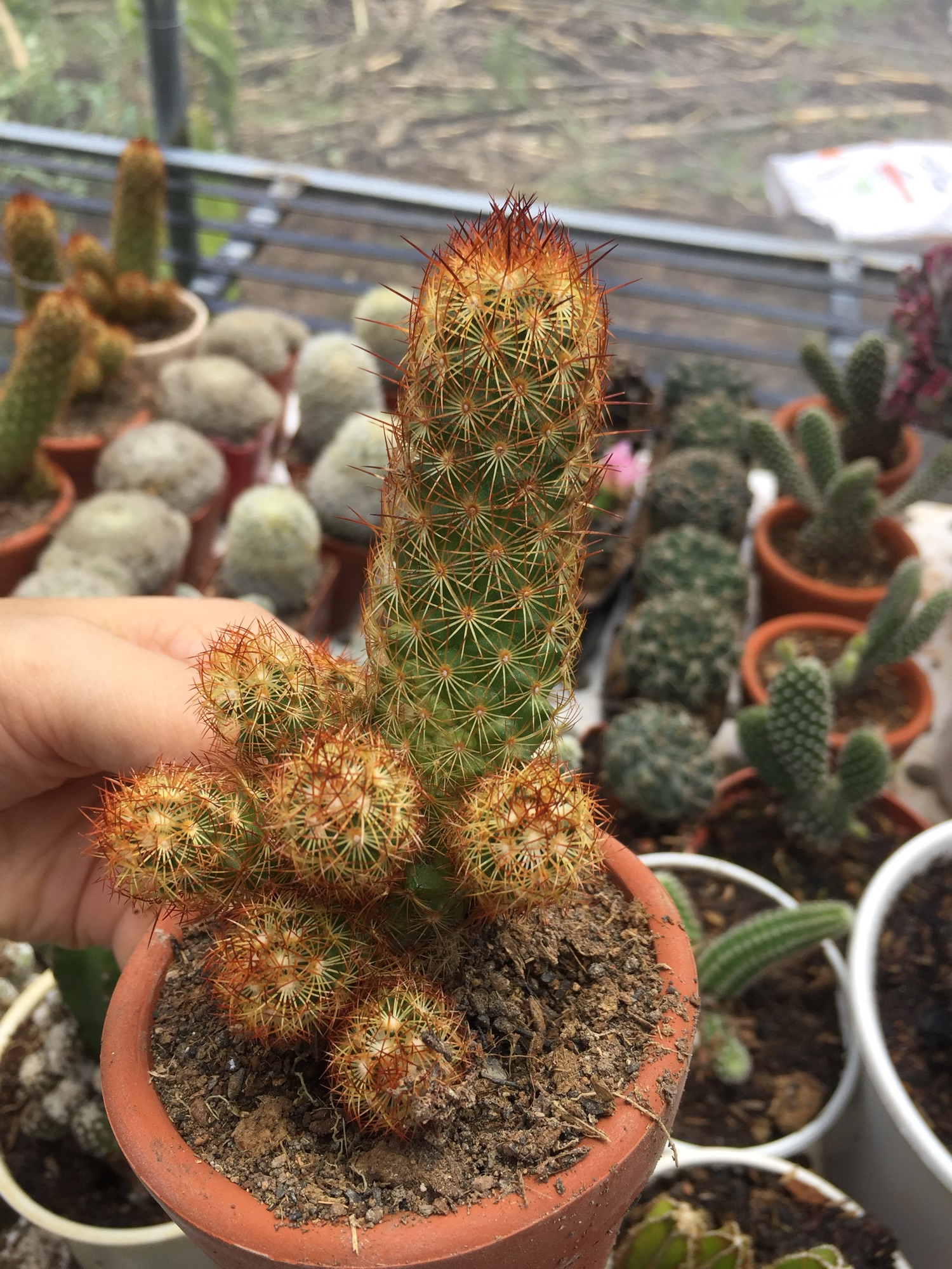Xương rồng thạch trụ thiên (kèm chậu)