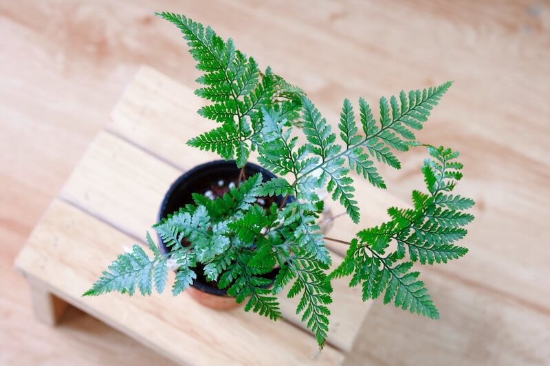 Chậu cây Davallia tyermanii (Rabbit Foot’s Fern) – Dương Xỉ Chân Thỏ
