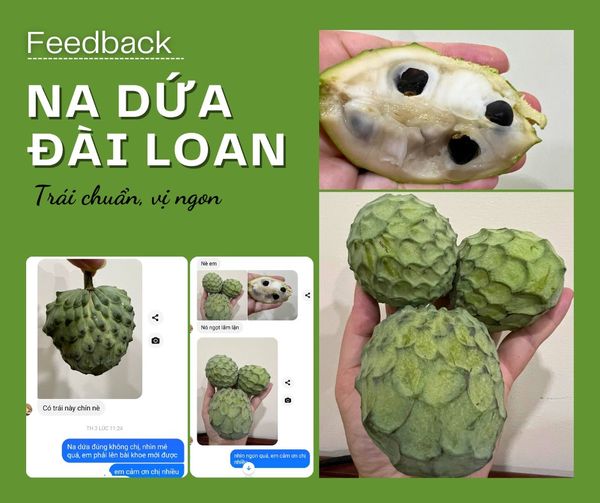 Cây Na Dứa Đài Loan