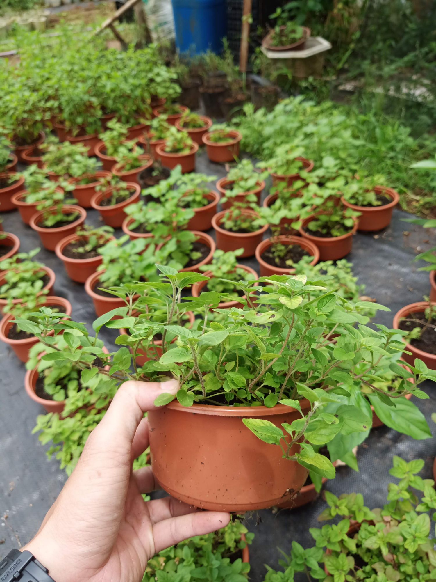 Cây kinh giới cay Oregano - chậu lớn