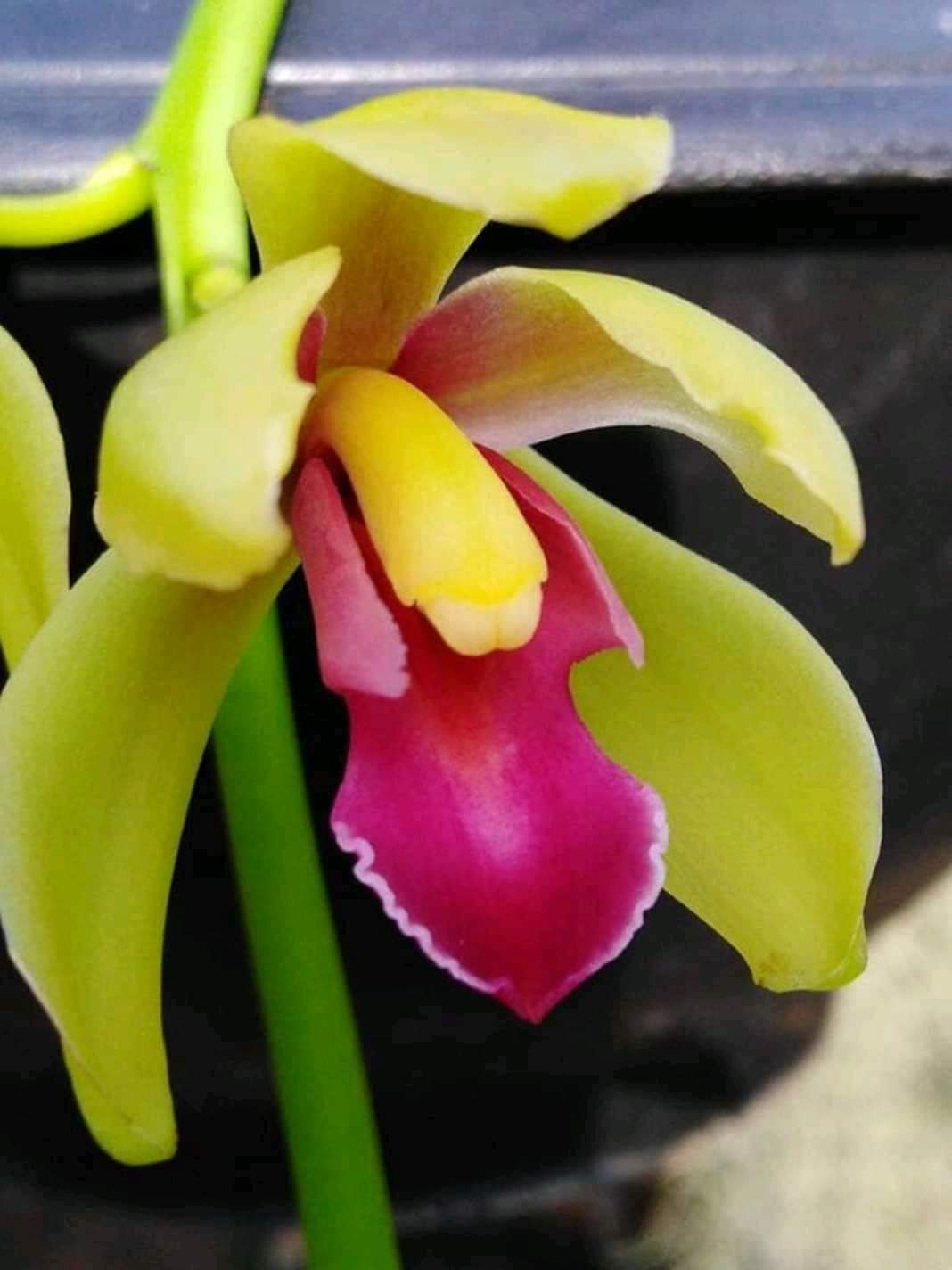 Lan Giống Kiem Jindamanee Tự Thụ cây 52