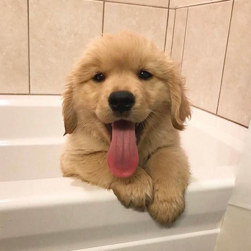 [HCM]Sữa Tắm Dành Cho Chó Con Beaphar Puppy (Nhập khẩu từ Hà Lan)