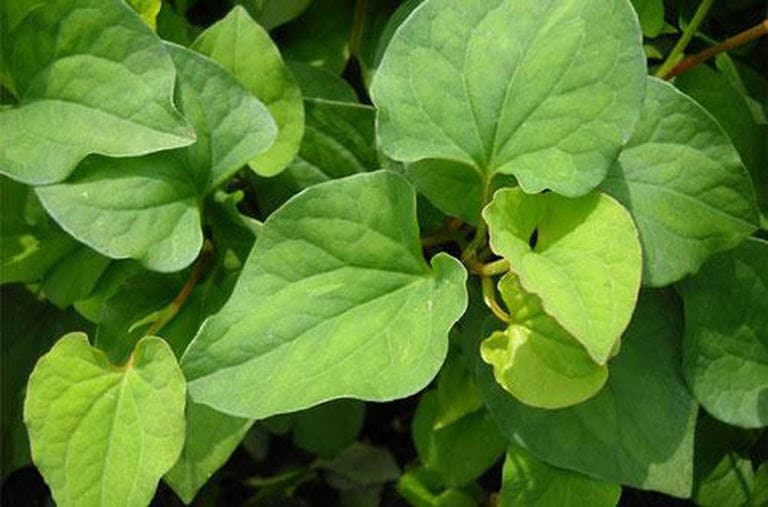 Hạt giống rau diếp cá - 1 gói 50 hạt