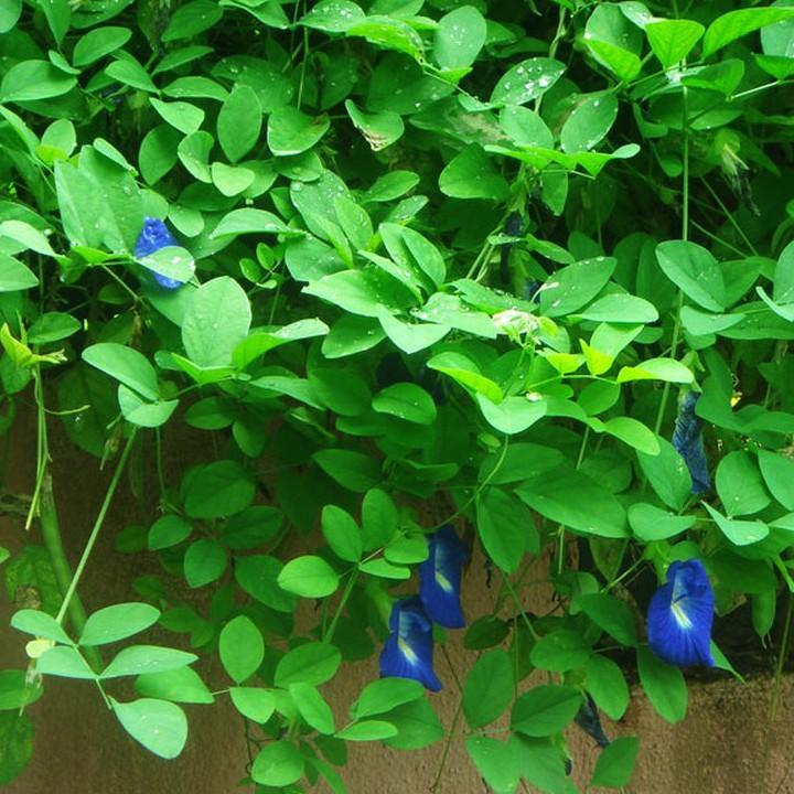 [Mới] - Hạt giống hoa đậu biếc  giá rẻ