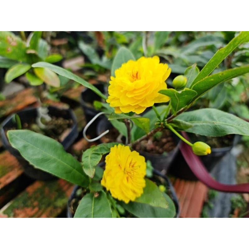 MAI CÚC HOA HỒNG THANH TÚ-cây giống