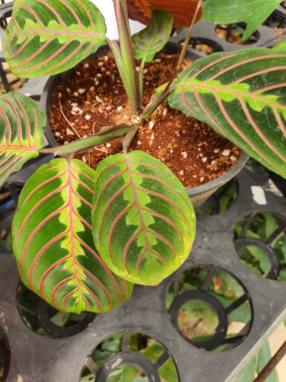 Công xương cá_ Calathea prayer.