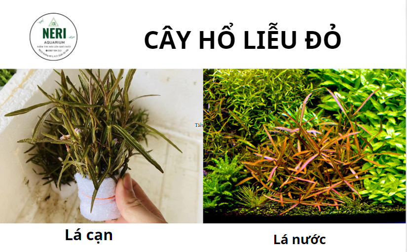 Cây thủy sinh, cây cắt cắm không cần CO2 ( LÁ CẠN )