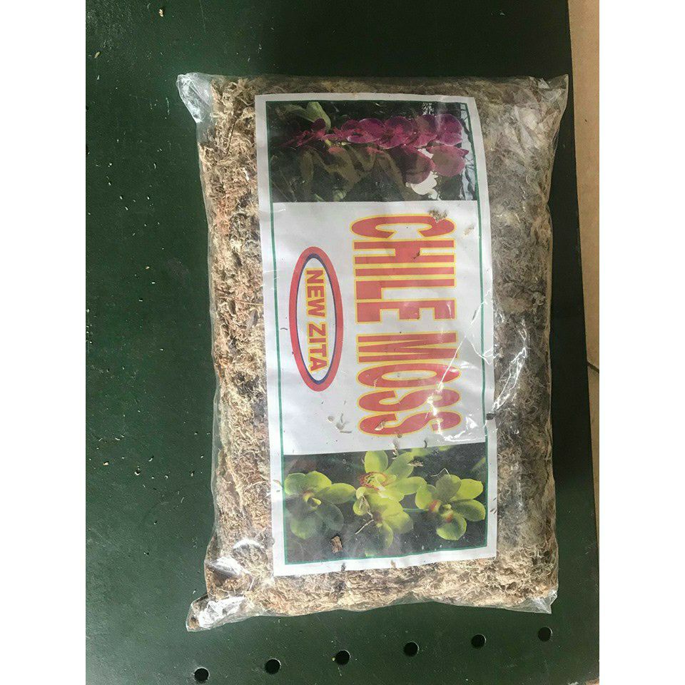 dớn mềm trồng lan - dớn CHILE MOSS - gói 100gr