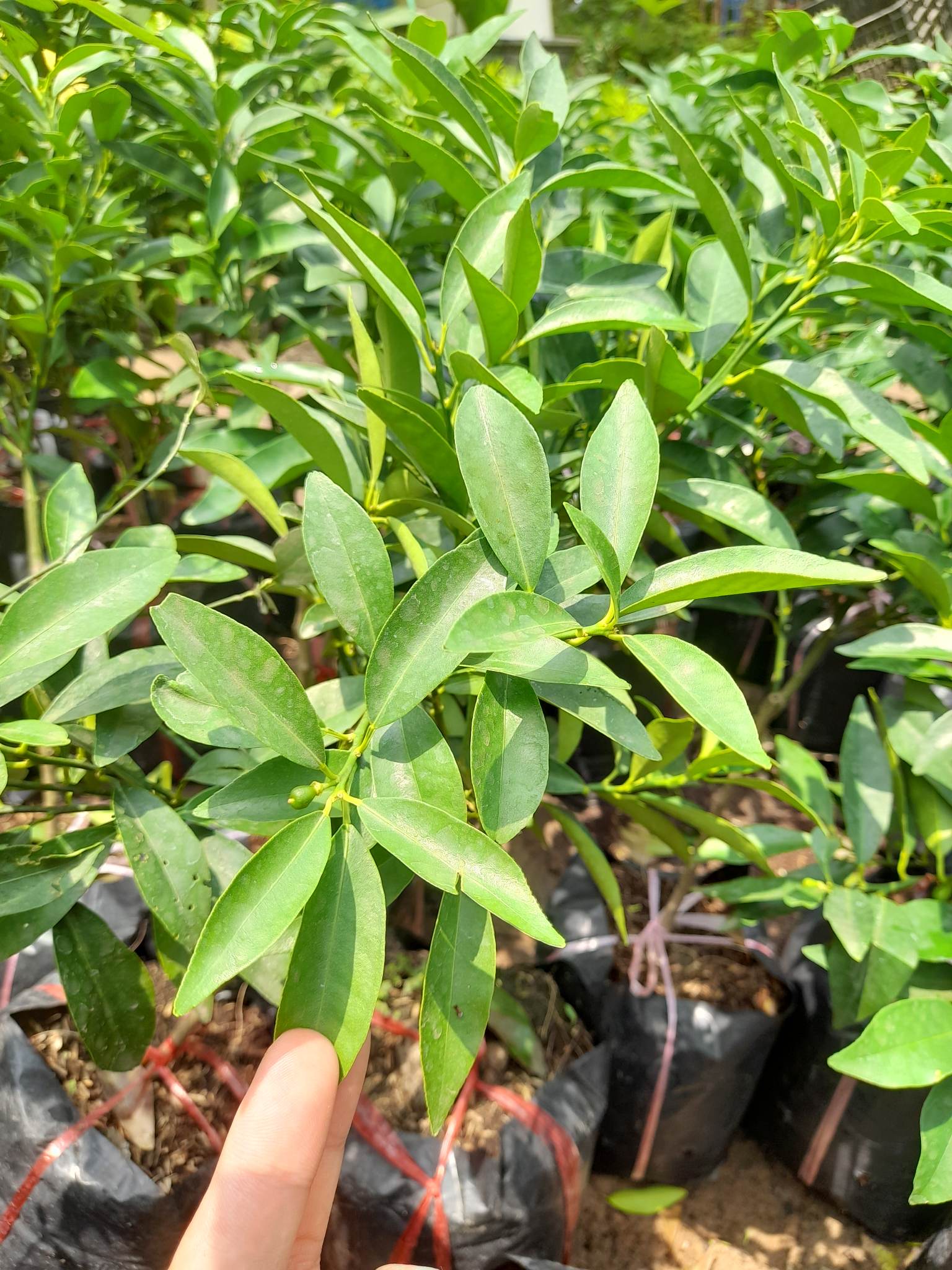 Quất Trái Dài-Cây Ăn Trái+Tặng kèm phân bón