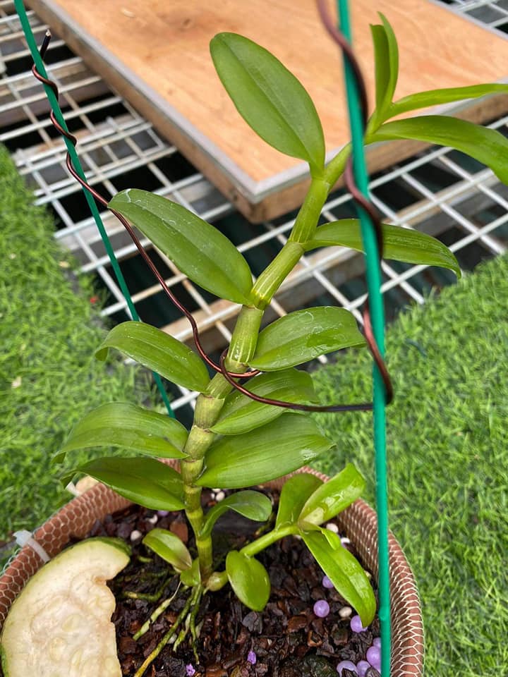 (shop uy tín) Kie phi điệp hòa bình thân thủ F27