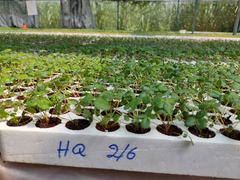 COMBO 6 Cây giống Dâu Tây Hàn Xuất Khẩu