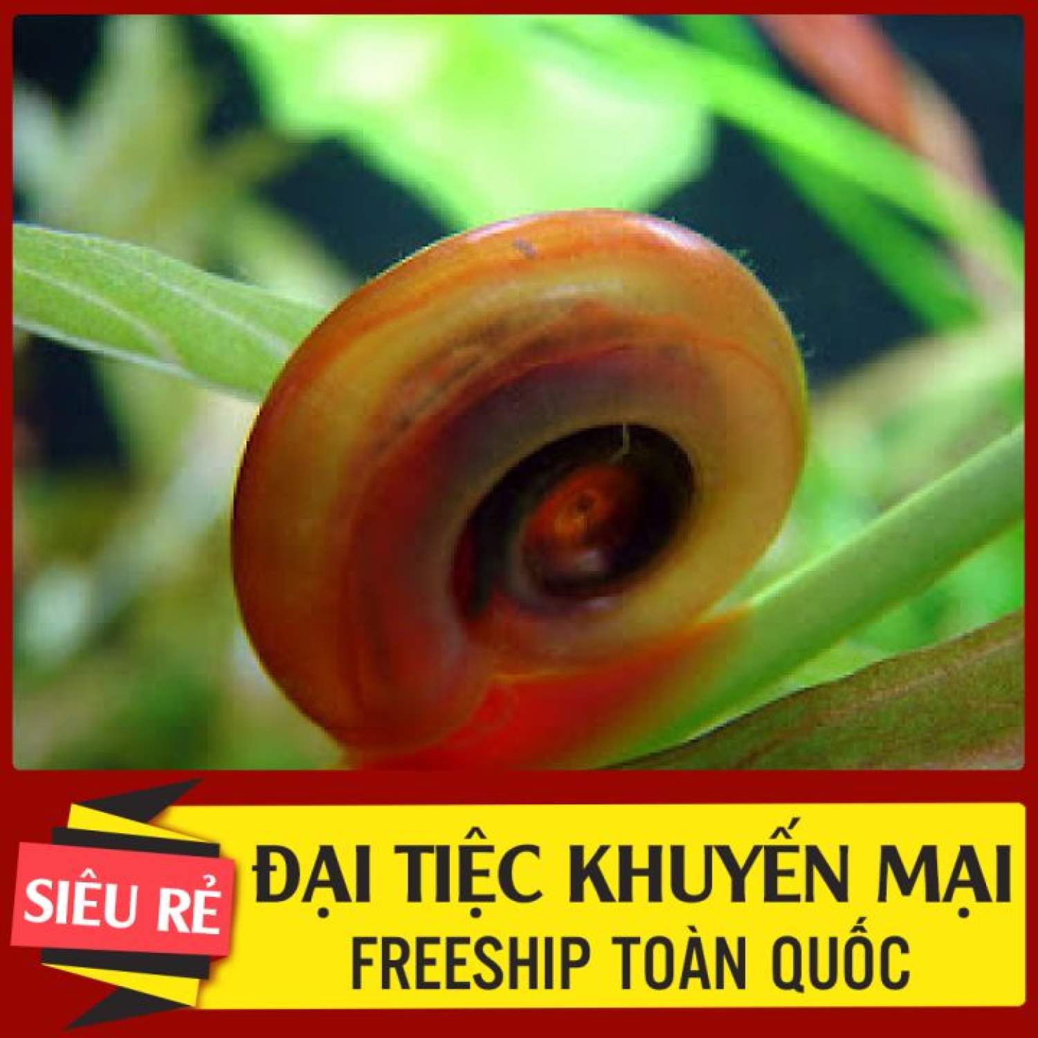Ốc Táo diệt rêu, phụ kiện thủy sinh || Mr.Anh Store