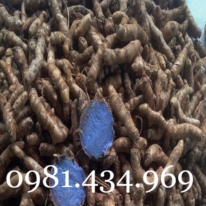Nghệ đen tươi 01kg chuẩn tốt mới