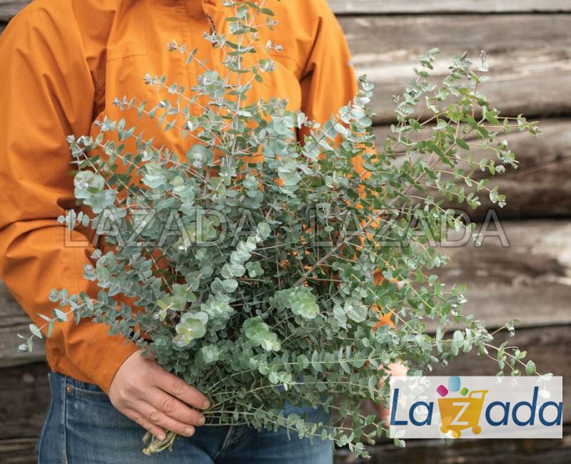 50h Hạt Giống Cây Lá Bạc Malee (| -KD: B21*V64*M208)