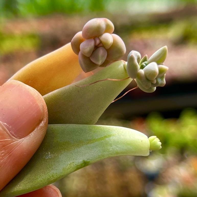 lá và mầm sen đá, ít nhất 80% đã lên mầm