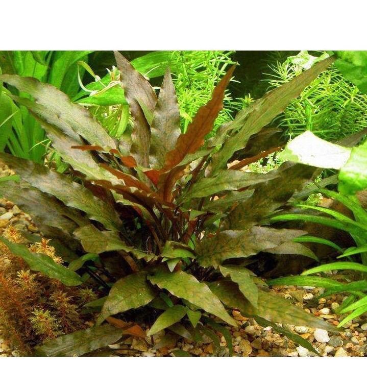 Tiêu Thảo, cây thủy sinh khỏe không cần Co2