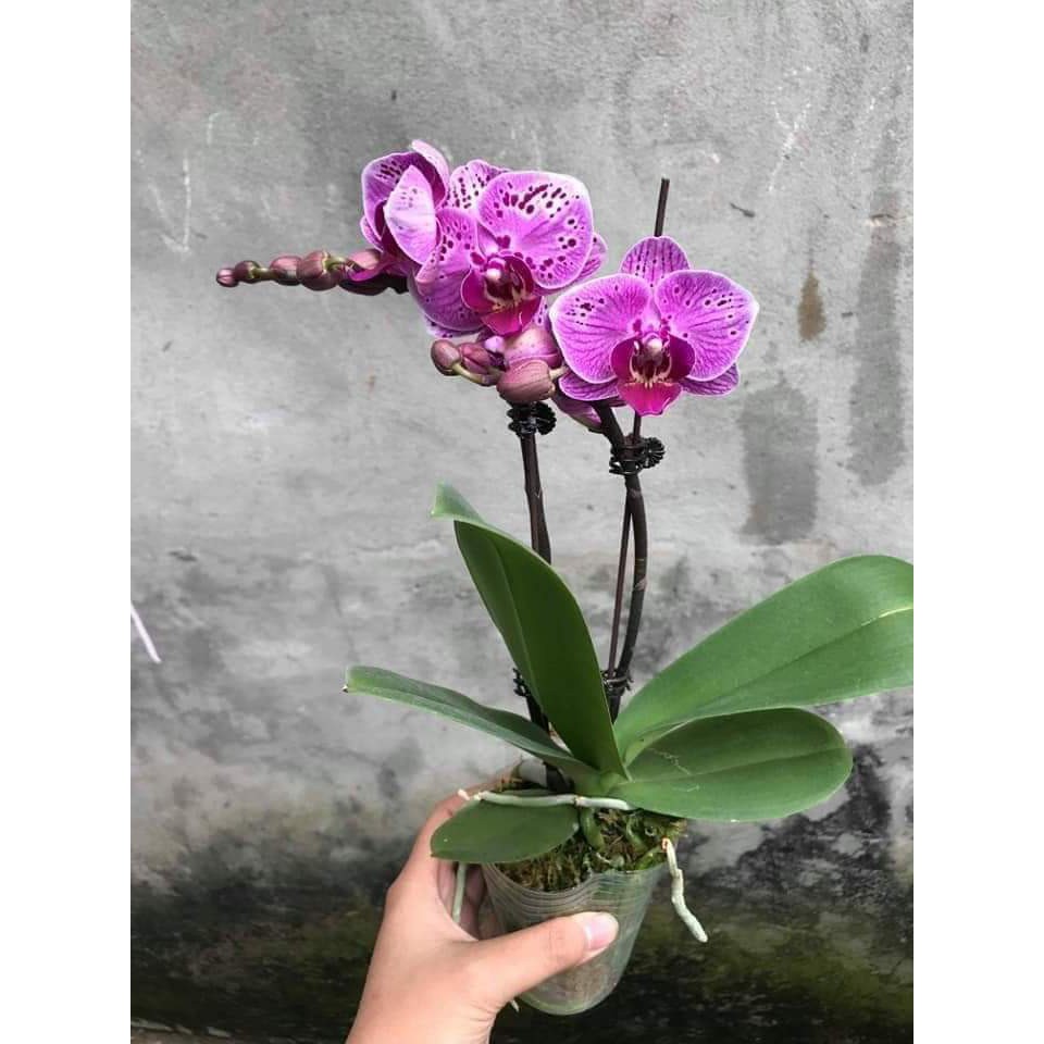 { SALE MANH } combo 5 cây Lan hồ điệp 2 ngồng nụ đủ màu