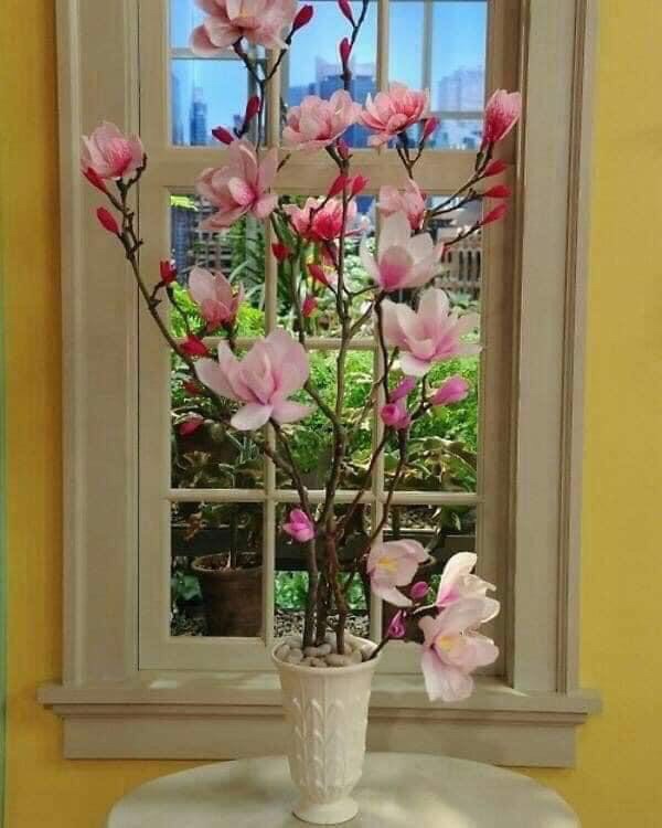 Cây giống hoa mộc lan