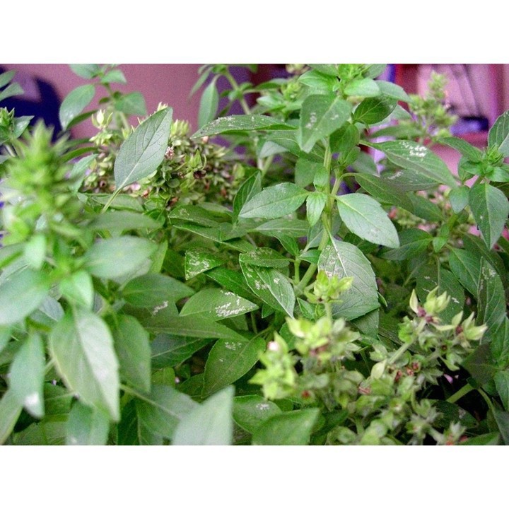 Hạt Giống Rau Quế Trắng (É Trắng) Phú Nông - 1g