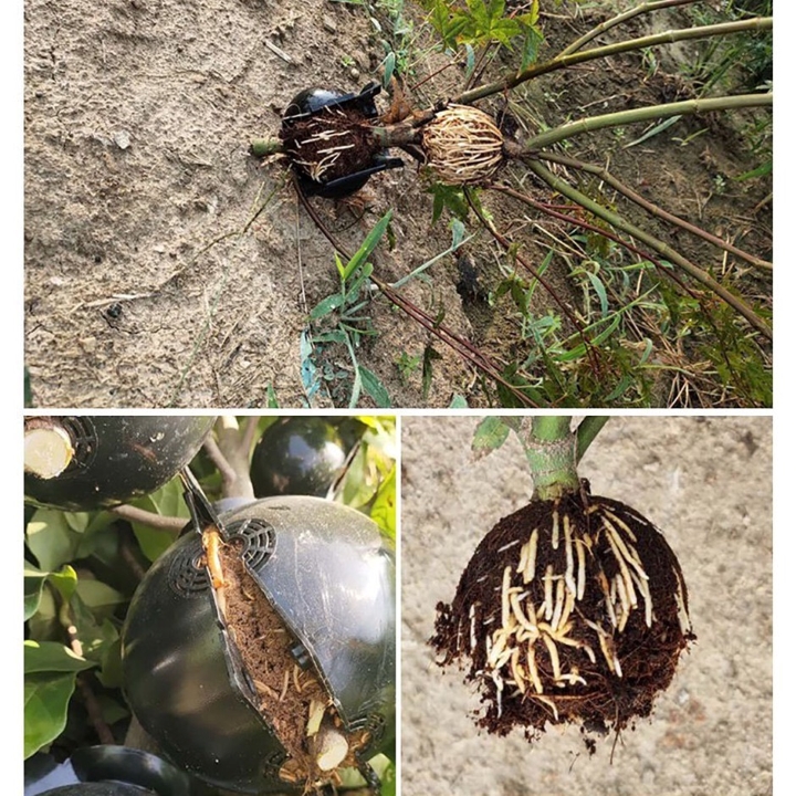 Bầu chiết cây - SIZE M (10CM)