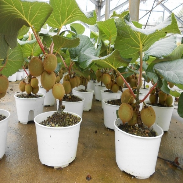 Cây giống kiwi chịu nhiệt ruột đỏ quả sớm - cgkwrv