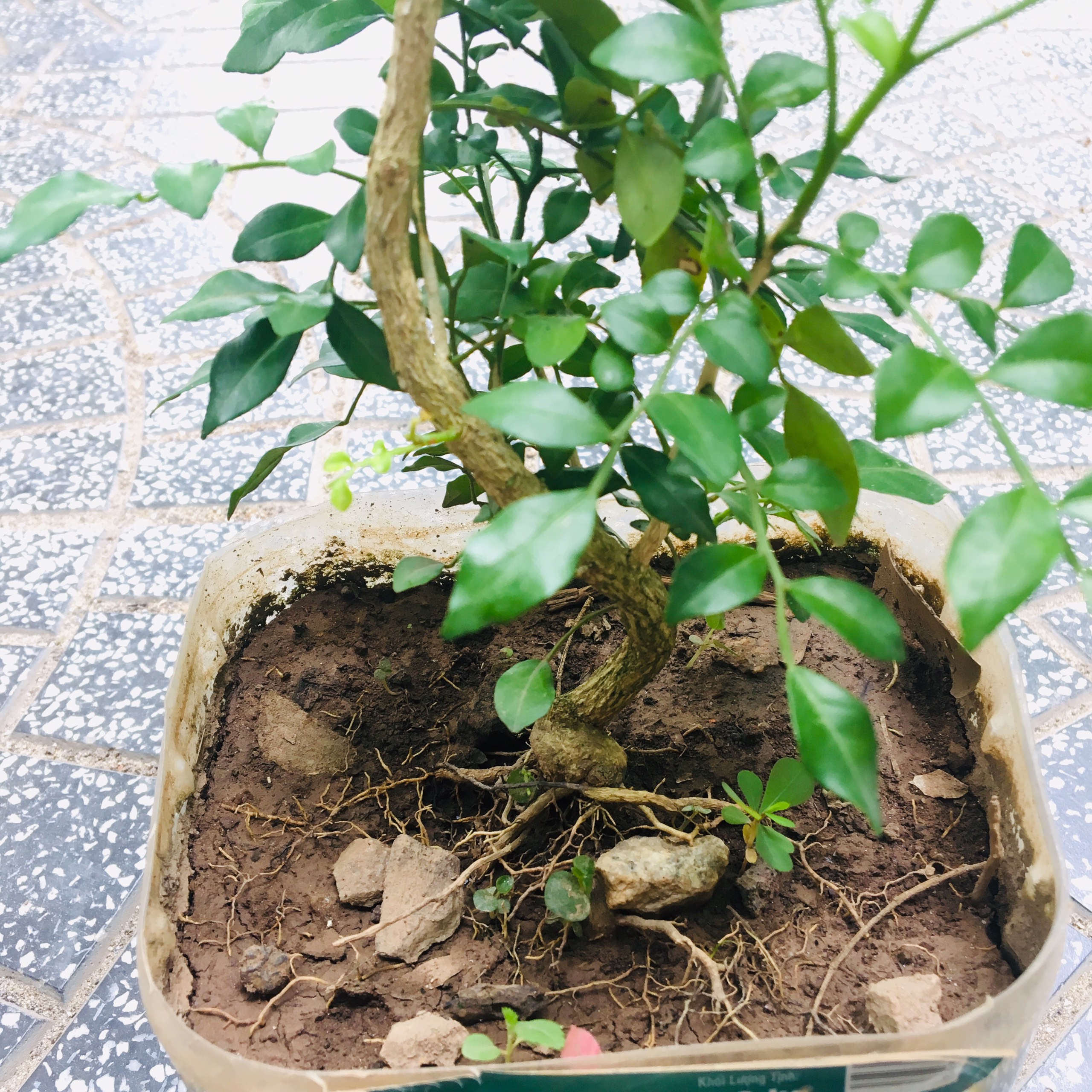 CÂY NGUYỆT QUẾ BONSAI MINI