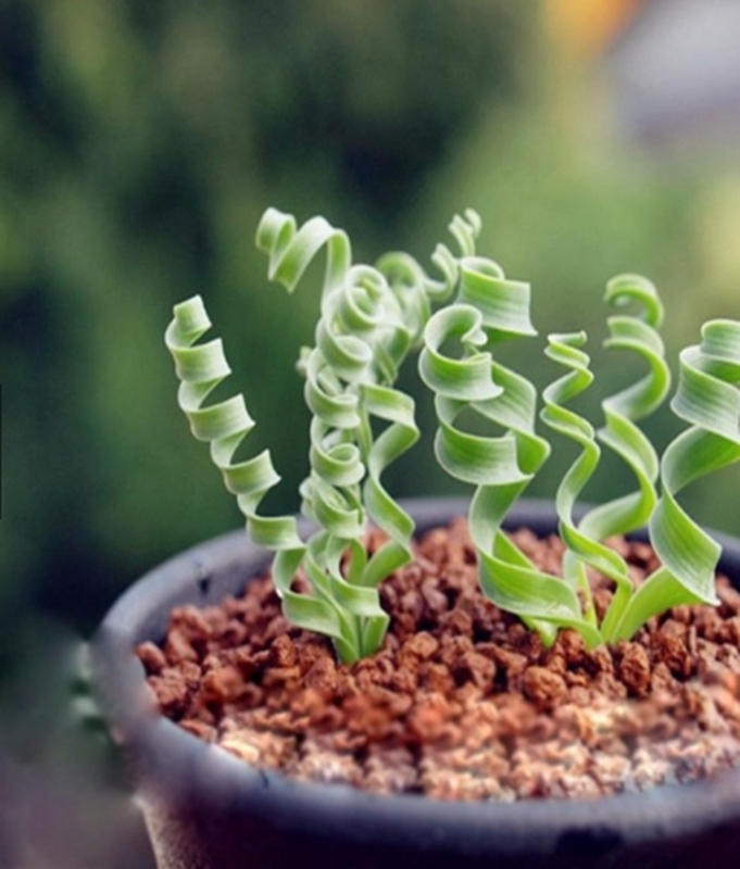 Hạt giống Cỏ xoắn ốc tặng kèm kích mầm