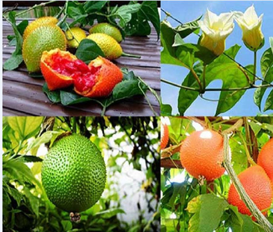 Hạt giống quả gấc cao sản - Gói 10 hạt