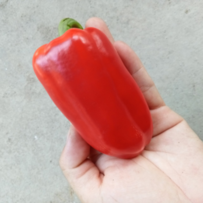 Hạt Giống Ớt chuông Baby Red