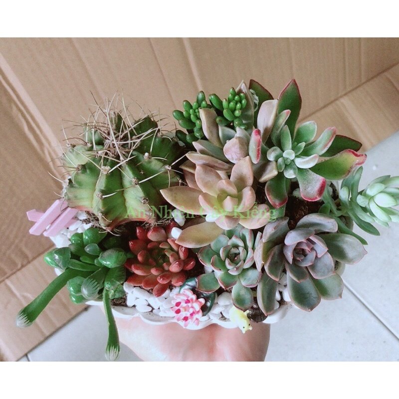 Chậu Sen Đá Xương Rồng Tiểu Cảnh