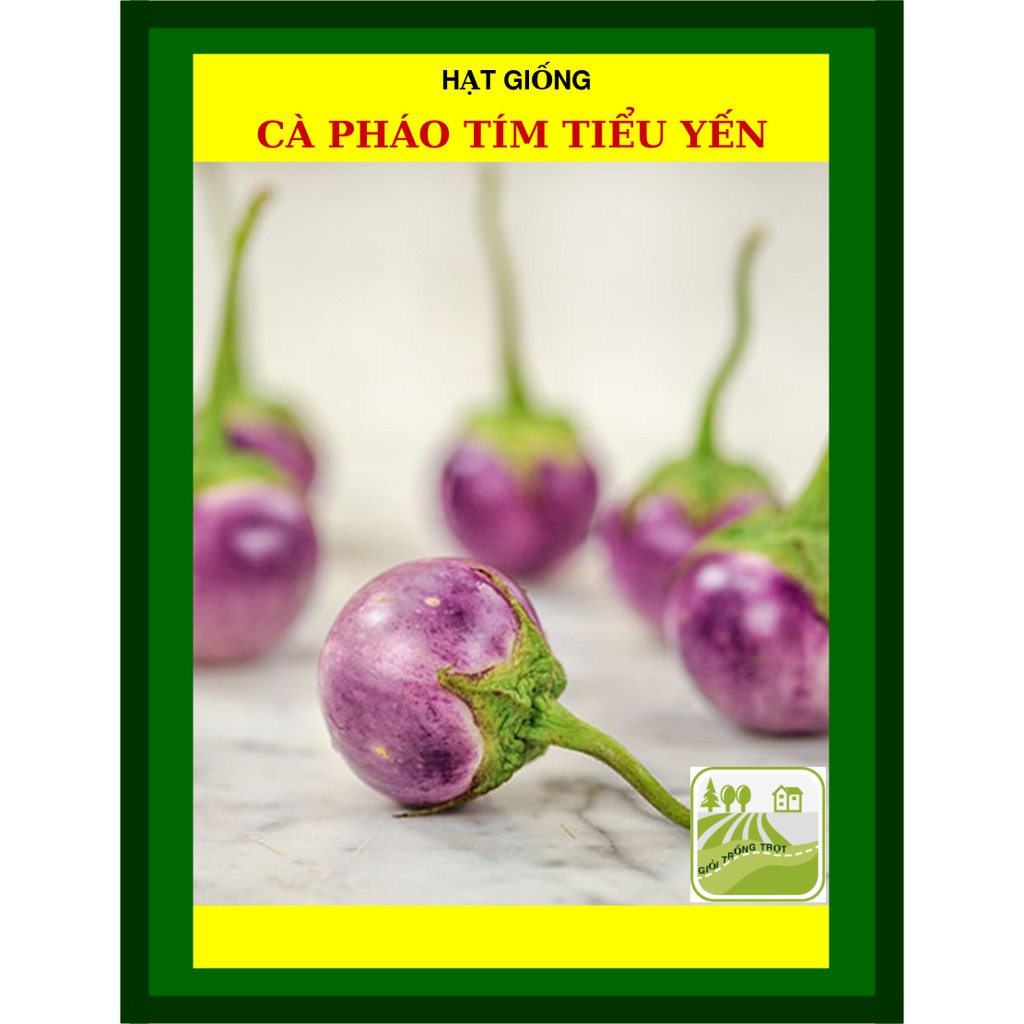 1G - Hạt Giống Cà Pháo Tím Tiểu Yến