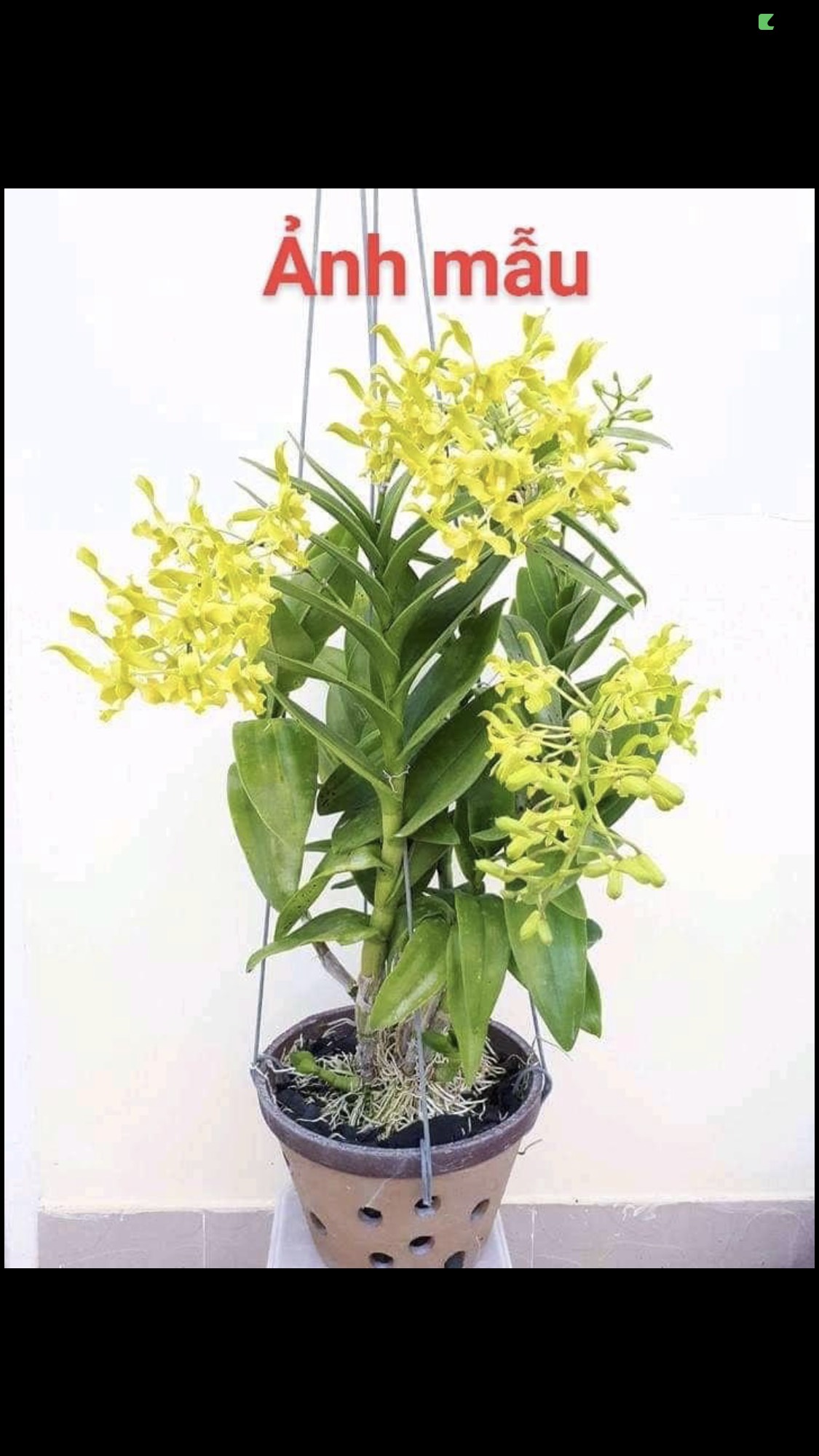 Hoa lan denro rồng xanh