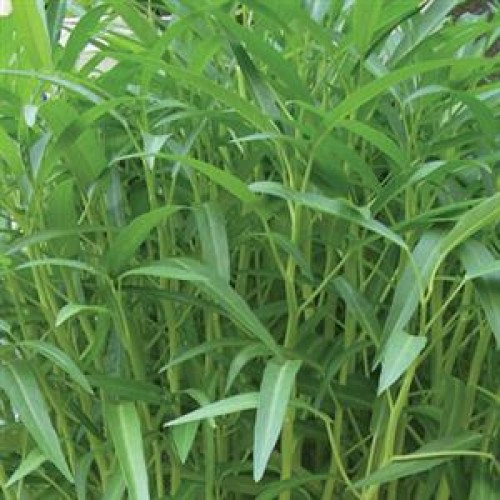 Hạt giống rau muống