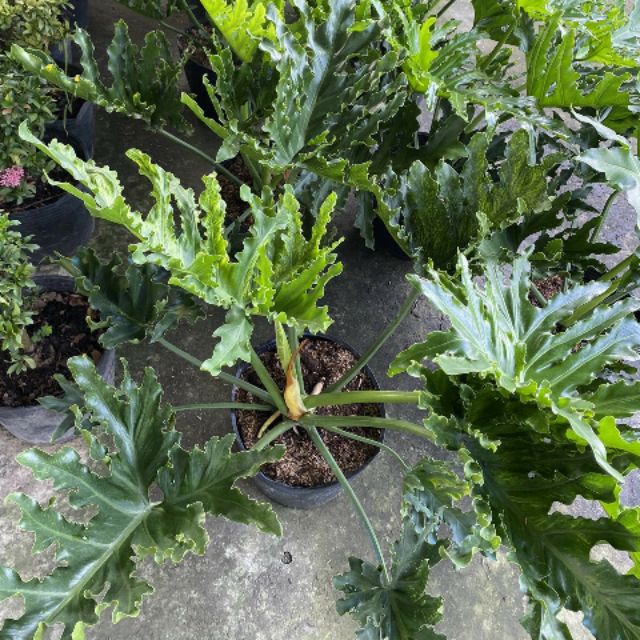 Giá Gốc - Trầu Bà lá Sẽ