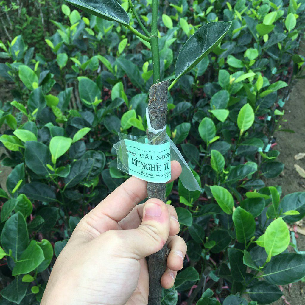 Cây Giống Mít Nghệ Tứ Quý