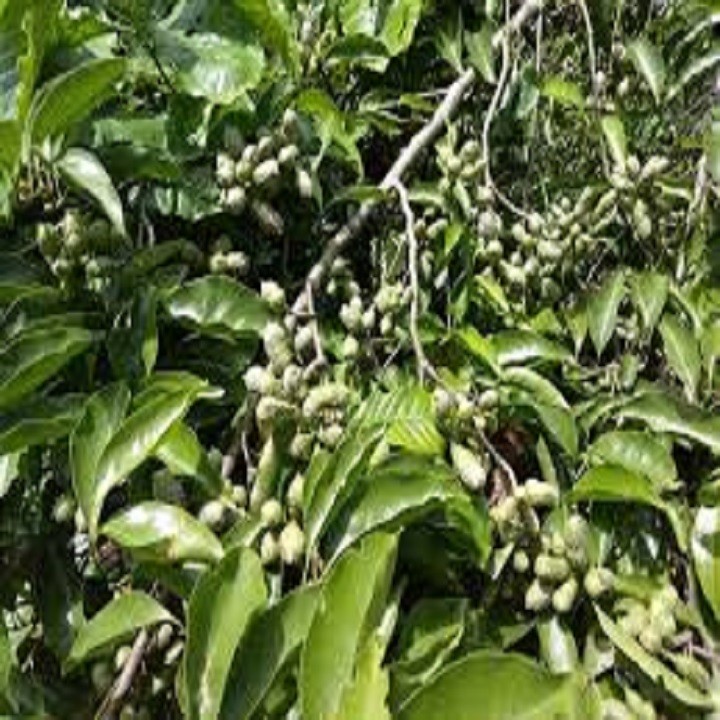 CÂY GIỐNG HẠT DỔI