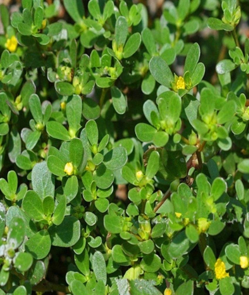 Hạt giống Rau Sam