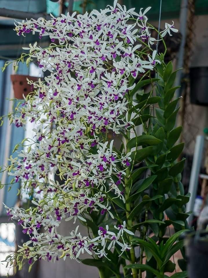 Hoa lan nắng bà liễu thơm (cây giống 7-12CM)