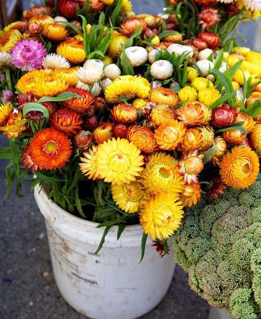 MJ143 GÓI 50 HẠT GIỐNG HOA CÚC BẤT TỬ MIX DỄ TRỒNG VÔ CÙNG ĐẸP loài hoa ko bao giờ tàn. Luôn đẹp rạng ngời và bất tử.