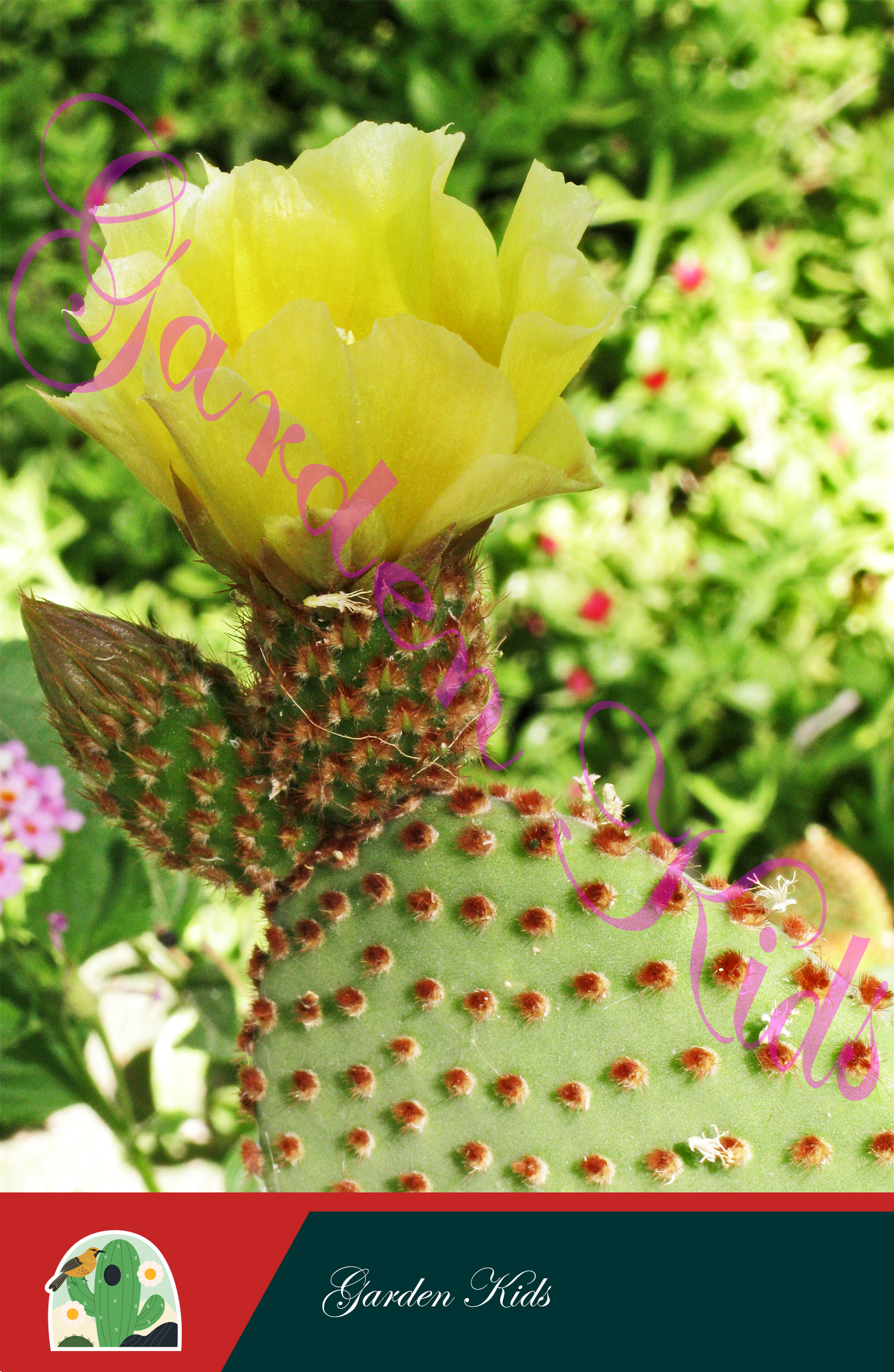 Xương rồng tai thỏ (Opuntia Rufida)