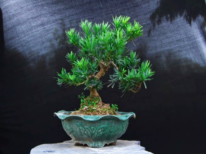 CÂY GIỐNG TÙNG LA HÁN - cao gần 1m