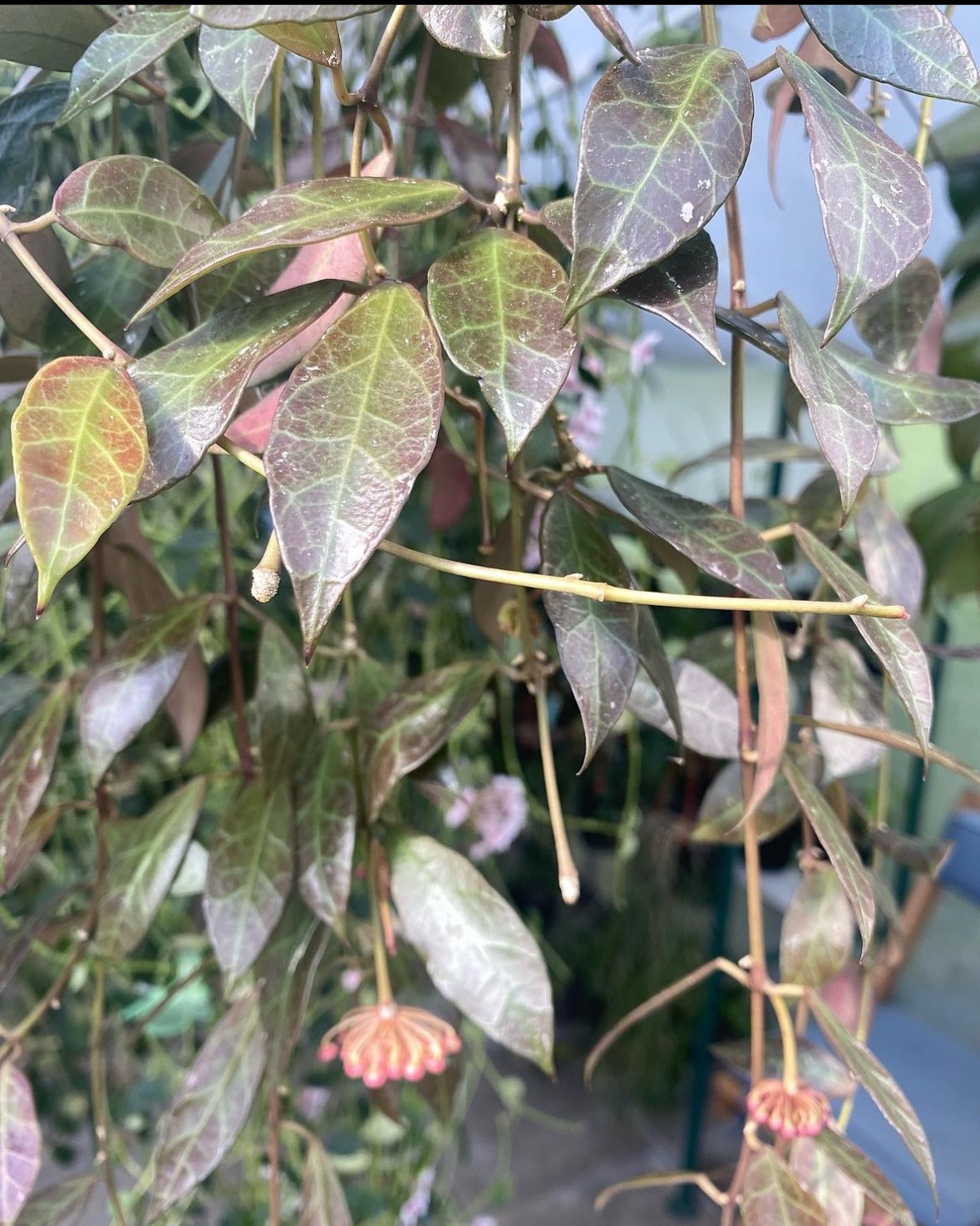 Cẩm cù Hoya Rebecca: Lá đẹp, hoa thơm